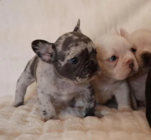cuccioli bouledogue francese | Foto 0
