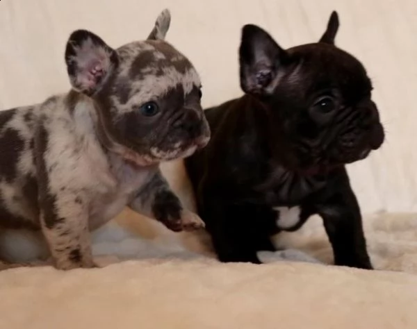 cuccioli bouledogue francese