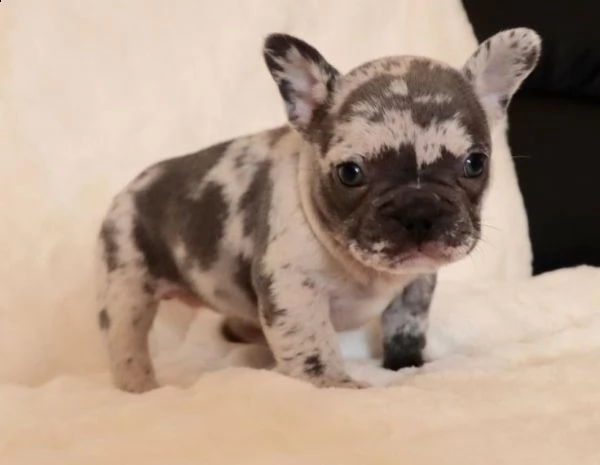 bouledogue francese maschi e femmine | Foto 1