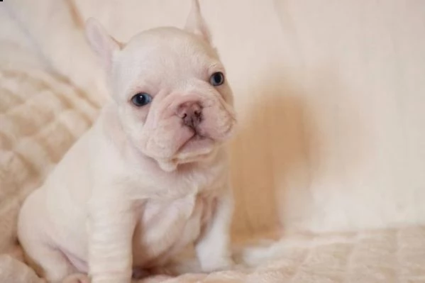 bouledogue francese maschi e femmine