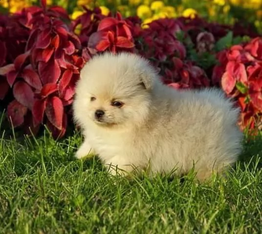 regalo valpino  maschio e femmmina 