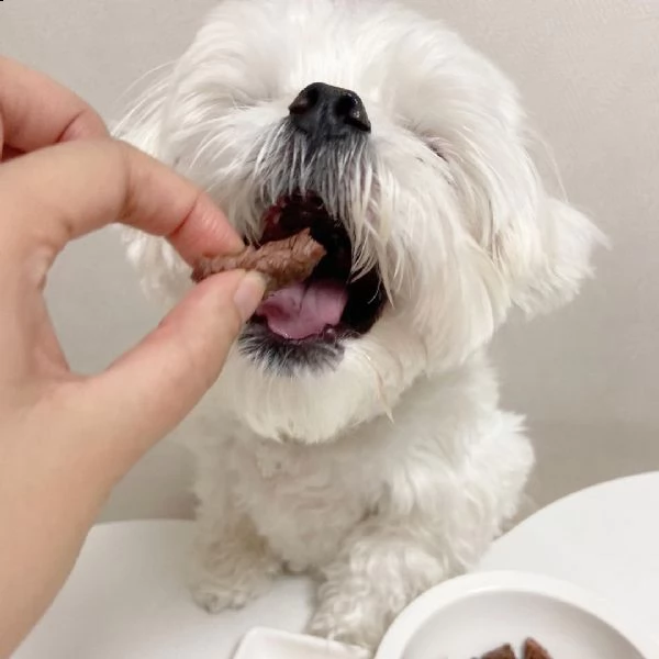 regalo maltese/////// | Foto 0