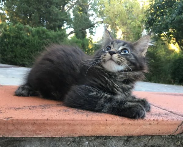 disponibili 4 maschi e 4 femmine di main coon | Foto 1