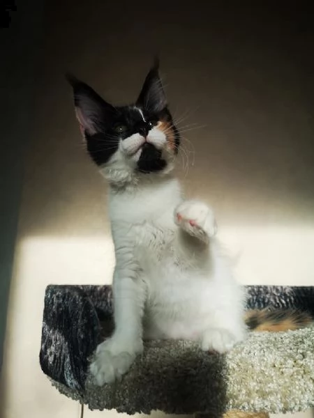 splendidi cuccioli di maine coon