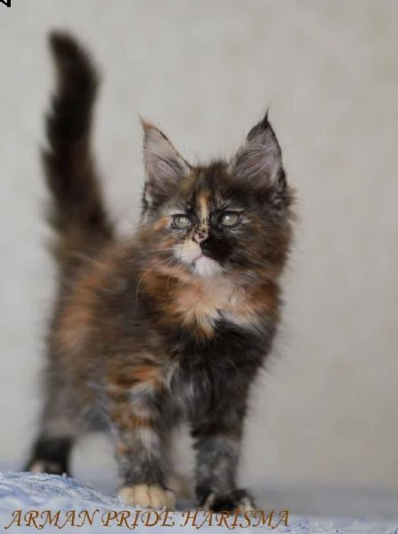 splendidi cuccioli di maine coon | Foto 1