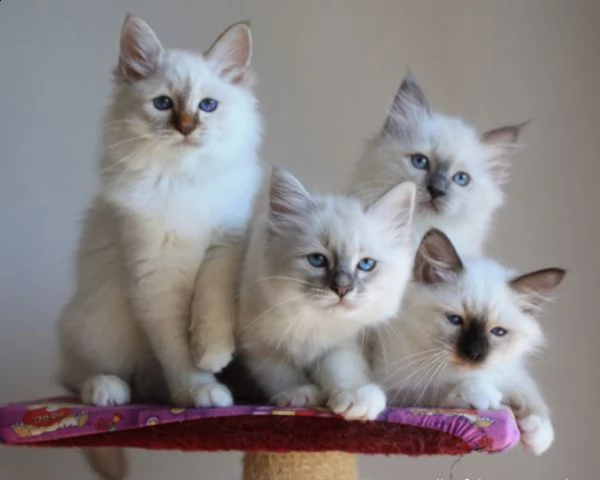 cerco cucciolo sacro di birmania