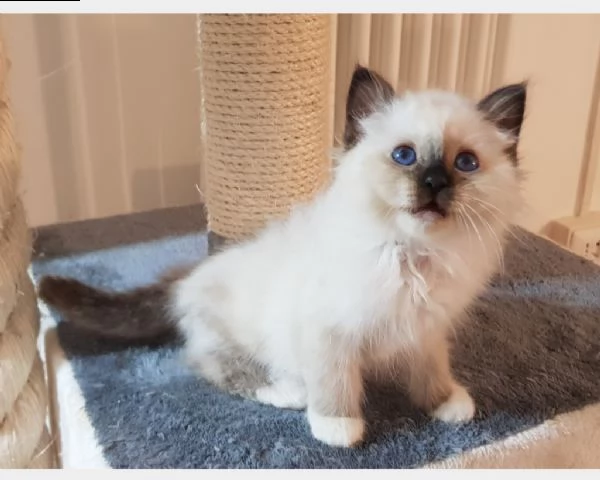 cuccioli birmani in arrivo | Foto 0