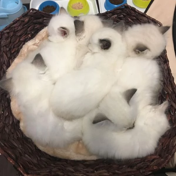 cuccioli birmani pedigree anfi