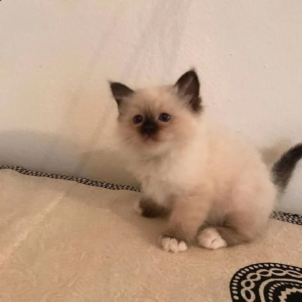 5 cuccioli sacro di birmania | Foto 0