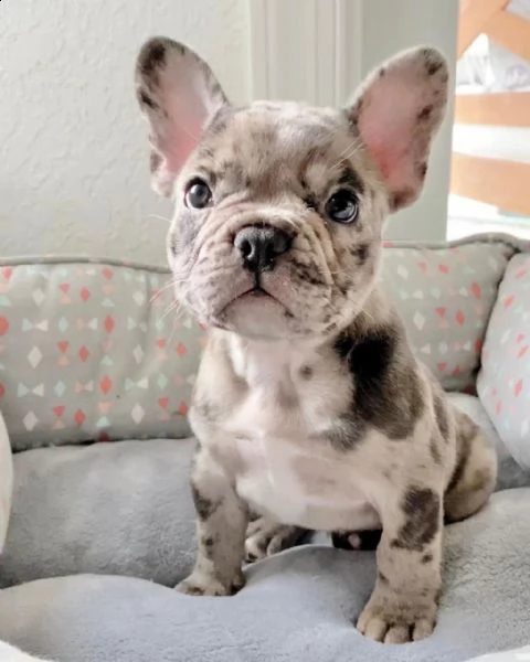 regalo  cuccioli bulldog francese con pedigree   disponibili 4 cuccioli di bulldog francese di , cre
