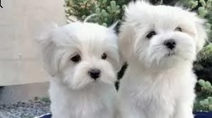 bellissimo maltese con cassa e accessori