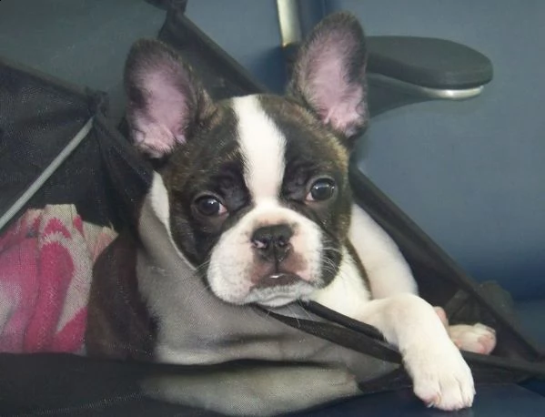 cuccioli di bouledogue francese