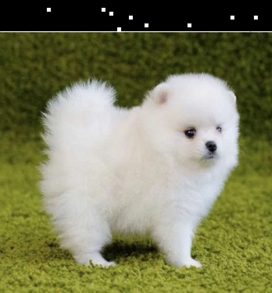 regalo  volpino pomerania mini toy (())))