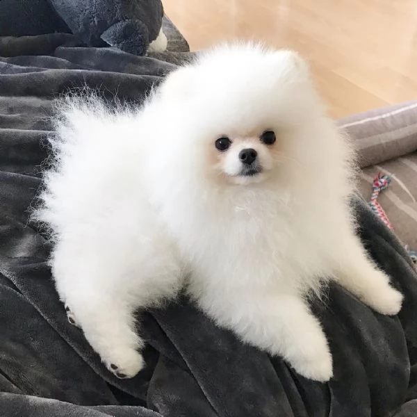 pomeranian puppies for sale