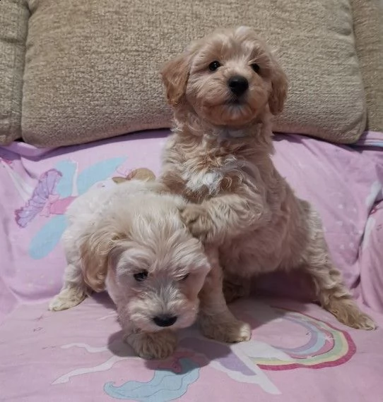 disponibile cuccioli razza maltipoo