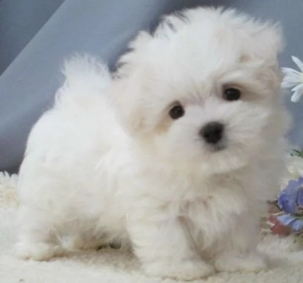 maltese mini mini toy