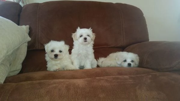 bellissimi cuccioli di maltese maschio e femmina 
