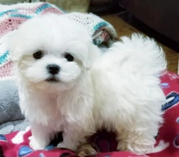 regalo maltese | Foto 0