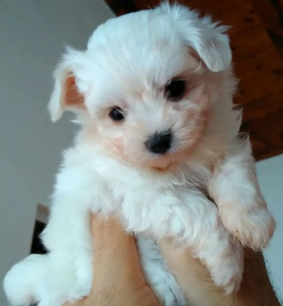 4 cuccioli di maltese toy