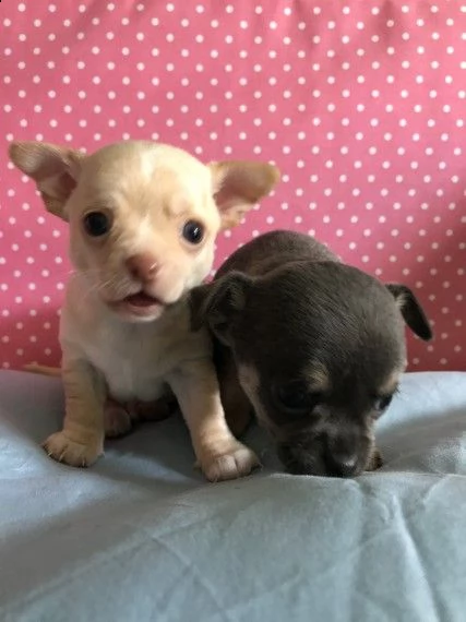 regalo cuccioli di chihuahua mini toy