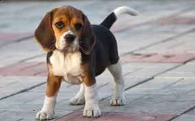  regalo beagle 