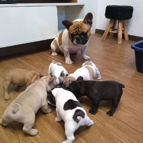 i nostri cuccioli di bulldog francese disponibili