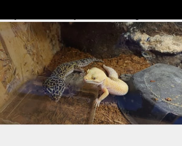gechi leopardini coppia e nuovi nati