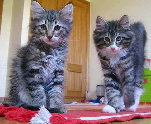 gattini norvegese delle foreste disponibile | Foto 0