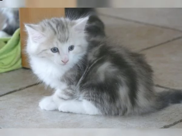 gattini norvegese delle foreste disponibile