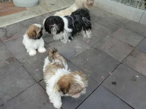 regalo cuccioli di shitzu
