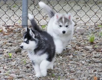 regalo cuccioli siberian husky maschio e femmina