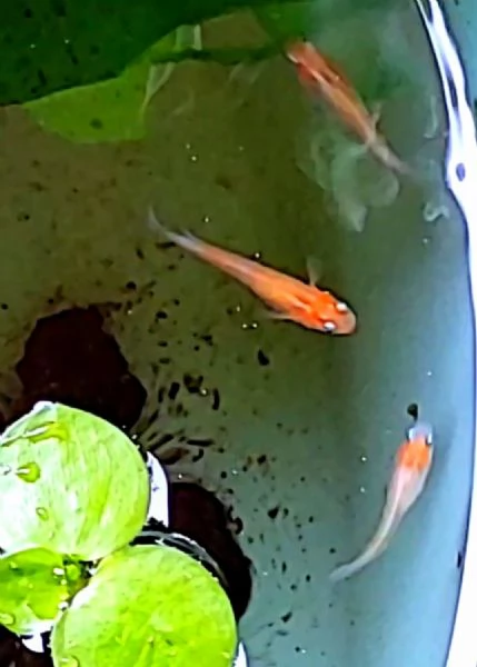 Medaka komachi kohaku (puro) - pesci del riso | Foto 3