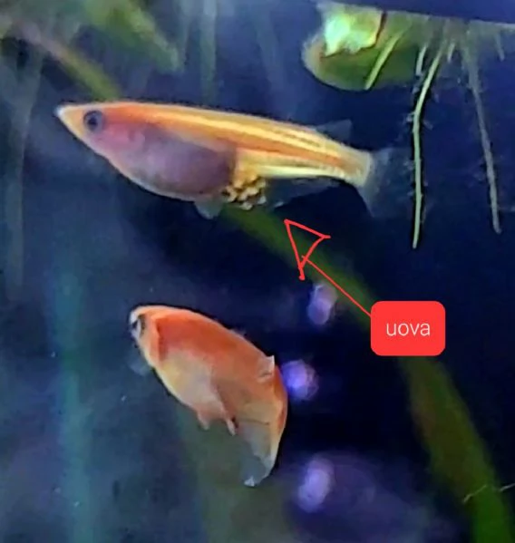Medaka komachi kohaku (puro) - pesci del riso | Foto 2