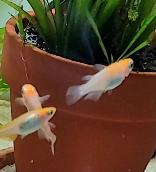 Medaka komachi kohaku (puro) - pesci del riso