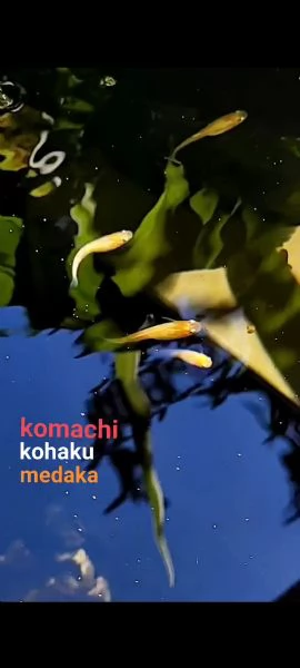 Medaka komachi kohaku (puro) - pesci del riso | Foto 1