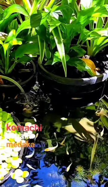 Medaka komachi kohaku (puro) - pesci del riso | Foto 0