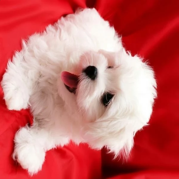 regalo maltese.... | Foto 0