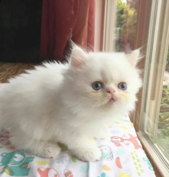 adorabili gattini persiani | Foto 1