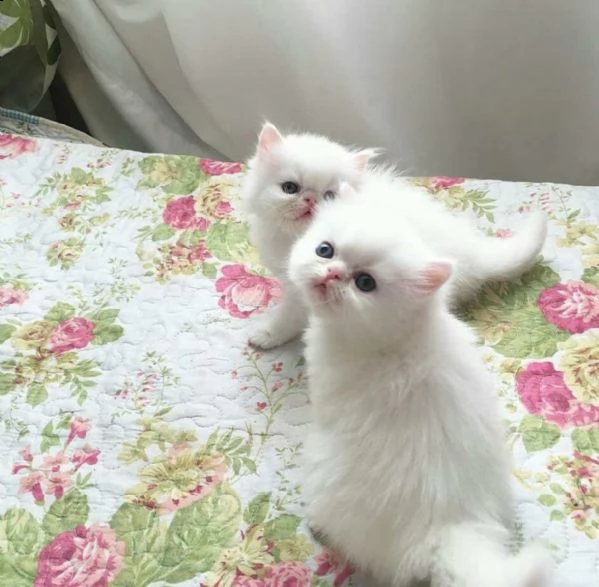 adorabili gattini persiani