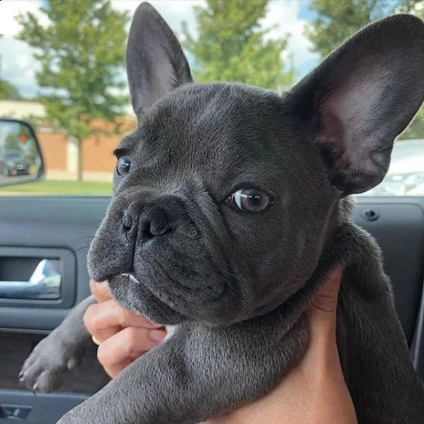 cucciolo francese