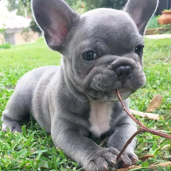 bulldog francese