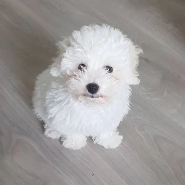 bellissimi cuccioli bolognesi