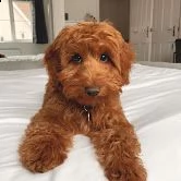 cockapoo