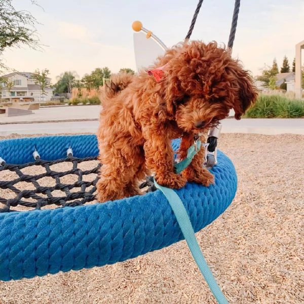 bellissimi cuccioli di barboncino disponibili