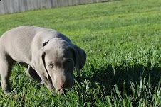 cuccioli di weimaraner disponibili