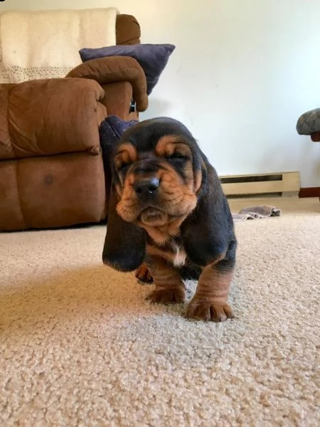 cuccioli di bassethound disponibili