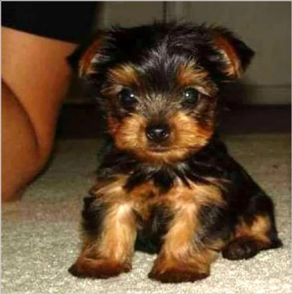 (vendita cucciolo cucciolo di yorkie)