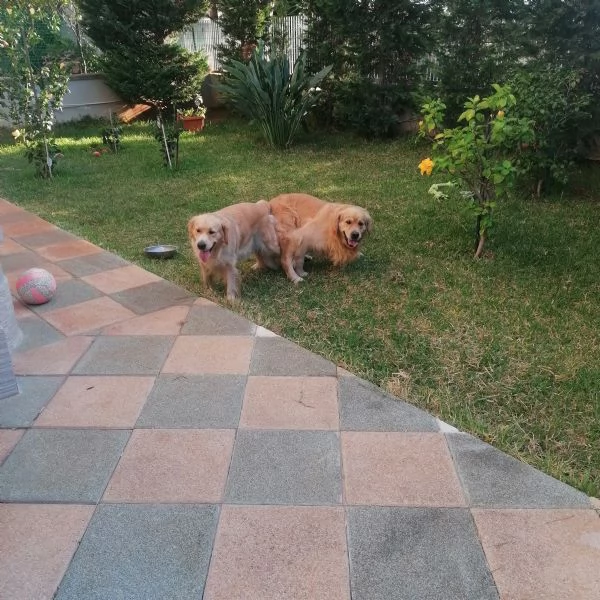 Cuccioli Golden Retriever  (Prenotazioni) | Foto 5