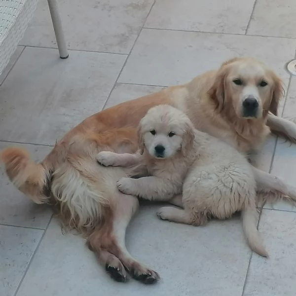 Cuccioli Golden Retriever  (Prenotazioni) | Foto 2
