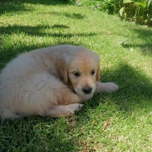 Cuccioli Golden Retriever  (Prenotazioni) | Foto 0